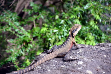 Australian Eastern Water Dragon (Physignathus lesueurii lesueurii). Large colorful lizard in Australia. Profile of Eastern Water Dragon Lizard as he stands still.