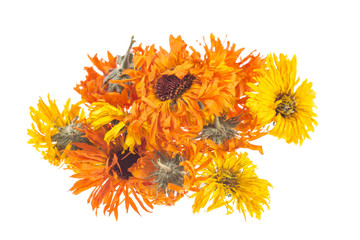 Calendula or pot marigold medicinal herbs
