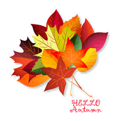 Vector illustration of color autumn leaves on white background