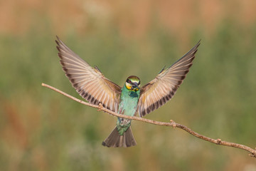 European bee-eater in flight (Merops apiaster), Italy