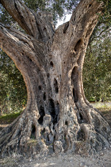 Fototapeta na wymiar Trunk of an old olive tree