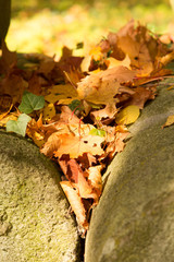foliage leaves