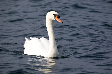 Fototapeta na wymiar Mute swan, Cygnus olor, Lago di Grada, Italy