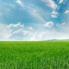 Obraz premium green field and blue sky with light clouds