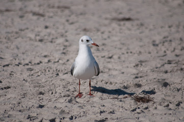 Strandräuber -Möwen. Norddeutschland. Ostsee