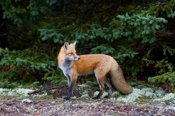Naklejka na ściany i meble Red fox (Vulpes vulpes) in Algonquin Park, Canada in autumn