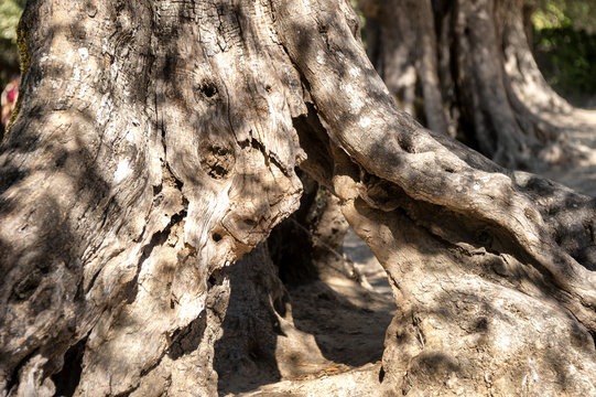 Trunk of an old olive tree
