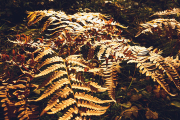 Dried Fern Leaves