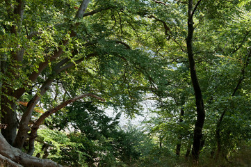Obraz premium Waldwege durch den Insel. Rügen