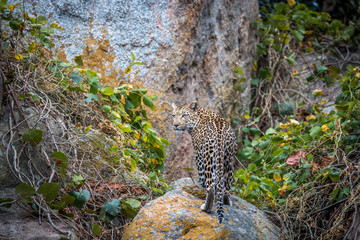 Leopard on the rocks.