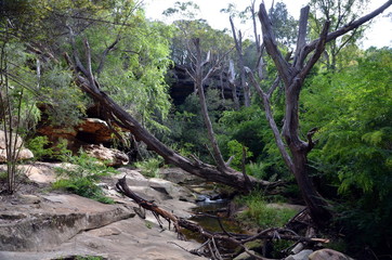 Bushwalking in Lane Cove National Park. Sydney, NSW, Australia