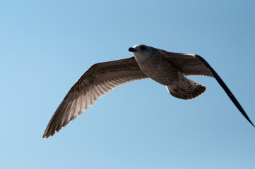 Möwen am Nordsee