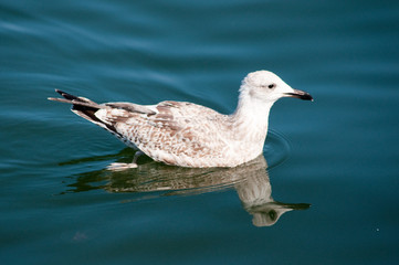 Möwen am Nordsee