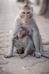 portrait of family monkeys
