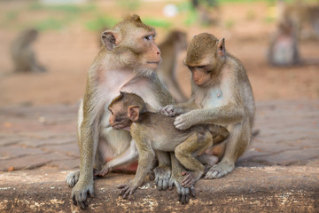 portrait of family monkeys
