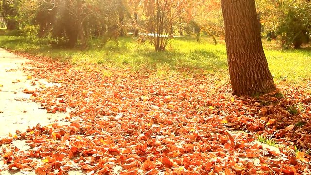 Beautiful Autumn Landscape, Yellowed Leaves, Sunny Afternoon, Fall In The Park