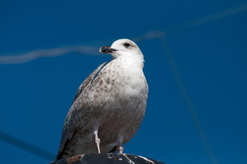 Obraz premium Vorsicht - Seemöwen. Seagull´s an der Ostsee. Norddeutschland