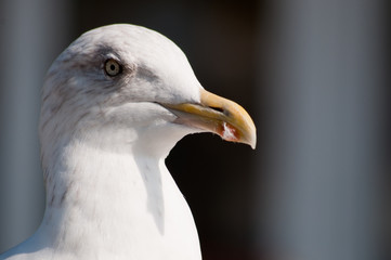 Vorsicht - Seemöwen. Seagull´s an der Ostsee. Norddeutschland