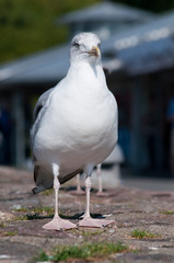 Raubm&ouml;wen - Ostsee Gebiete, Norddeutschland