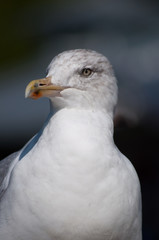 Raubmöwen - Ostsee Gebiete, Norddeutschland