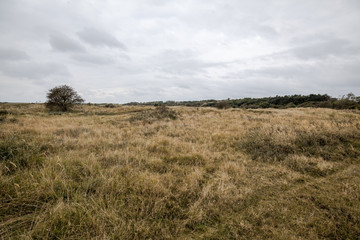 field near beach in the Netherlands