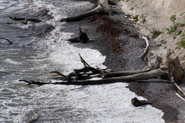 Naturgewalt an der Nordseeküste. Rügen. Baumstämme nach dem Storm.