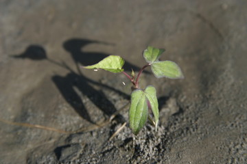 川の貌（かお）Face on a river