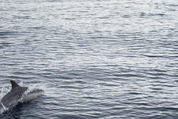 Fototapeta premium Delphin