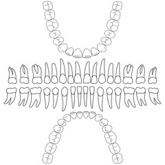 dental formula, the template vector teeth for dental clinic website