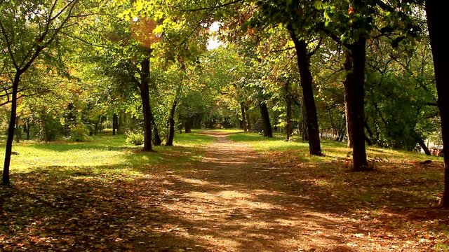 Autumn In The Park, Trail Of Dry Leaves, Fall In The City, Beautiful Afternoon