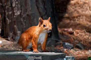 Squirrel red fur funny pets autumn forest on background wild nature animal thematic (Sciurus vulgaris, rodent)