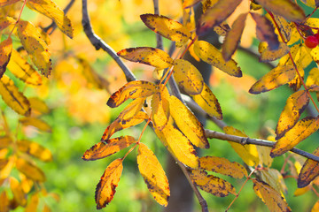 Yellow leaves of mountain ash in the autumn.