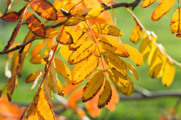 Yellow leaves of mountain ash in the autumn.
