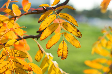 Yellow leaves of mountain ash in the autumn.