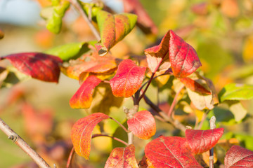 The leaves of apple trees in the fall.