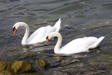 Mute swan, Cygnus olor, Lago di Grada, Italy