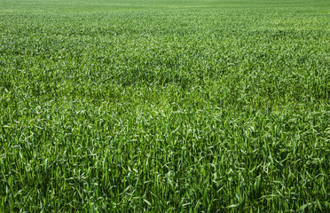 field of green grass