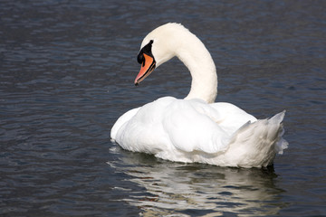 Mute swan, Cygnus olor, Lago di Grada, Italy