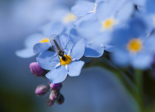 Myosotis Scorpioides