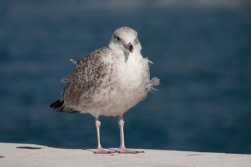 Wildlife. Seagull
