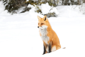 A Red fox (Vulpes vulpes) with a bushy tail isolated against a white background walking in the winter snow in Algonquin Park, Canada