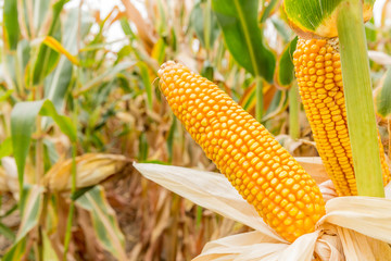 ripe corn in the field of farmland wait for harvest
