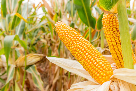 ripe corn in the field of farmland wait for harvest