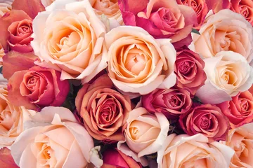 Photo sur Plexiglas Roses Des roses en arrière-plan