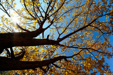 autumn tree on blue sky
