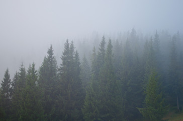 Pine trees covered in grey mist