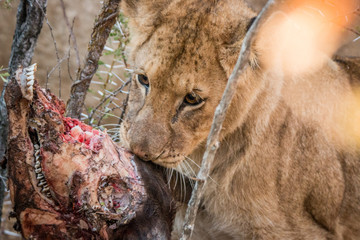 Lion cub eating from a Buffalo carcass.