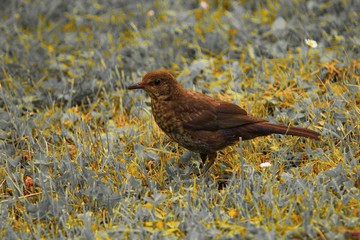 Drozd (Turdus philomelos)