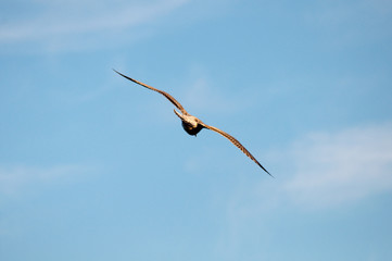 Vogelkunde am Ostsee. M&ouml;wen