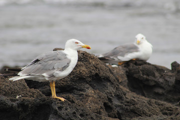 Obraz premium Gaviotas